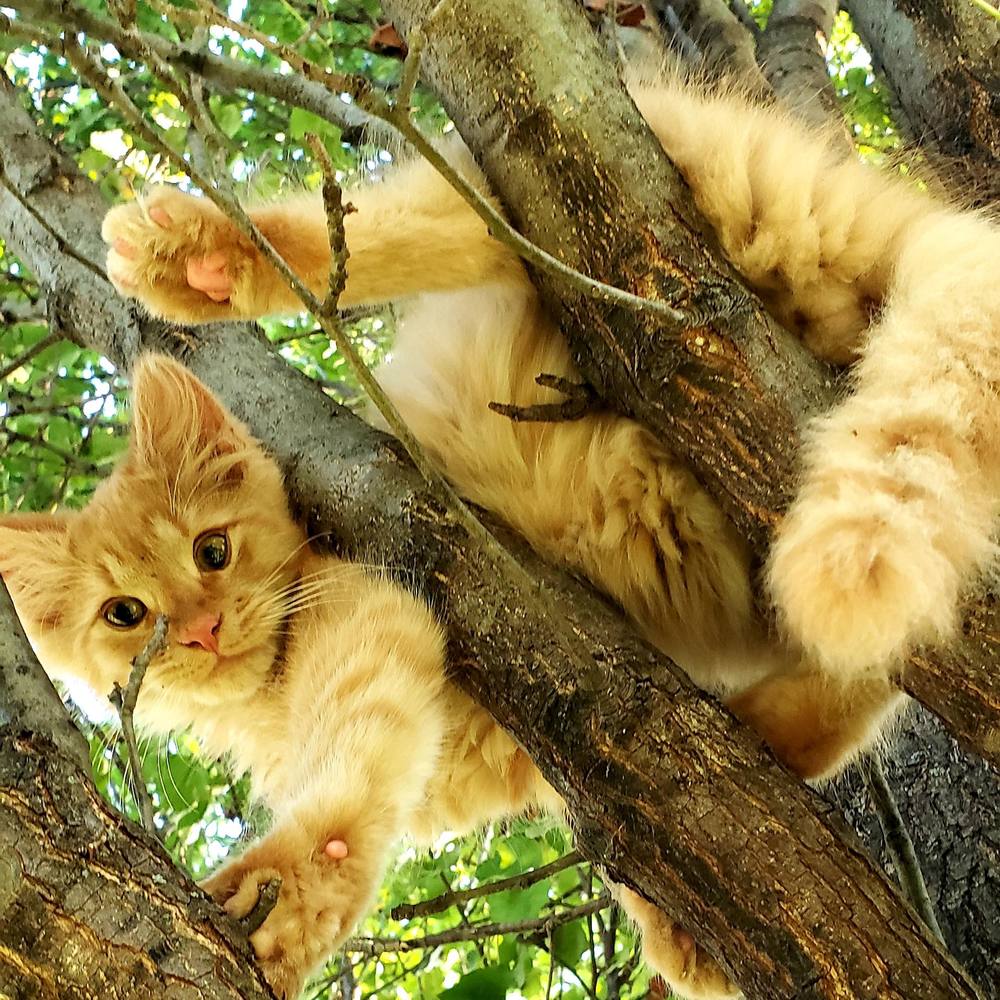 Meet your Posher, Tracy